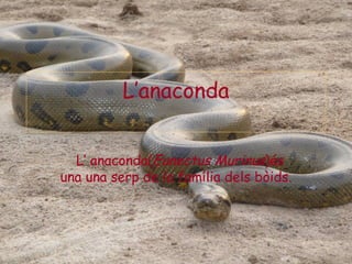 L’anaconda


  L’ anaconda(Eunectus Murinus)és
una una serp de la família dels bòids.
 