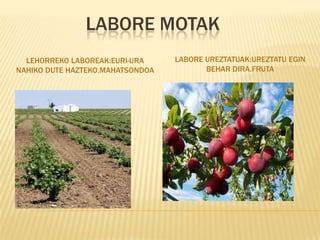 LABORE MOTAK
  LEHORREKO LABOREAK:EURI-URA     LABORE UREZTATUAK:UREZTATU EGIN
NAHIKO DUTE HAZTEKO.MAHATSONDOA          BEHAR DIRA.FRUTA
 
