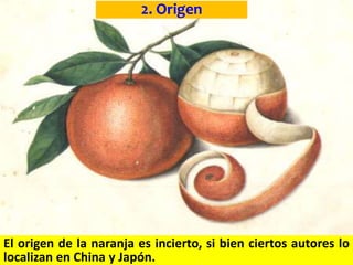 2. Origen
El origen de la naranja es incierto, si bien ciertos autores lo
localizan en China y Japón.
 