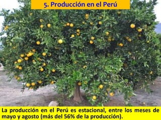 5. Producción en el Perú
La producción en el Perú es estacional, entre los meses de
mayo y agosto (más del 56% de la producción).
 