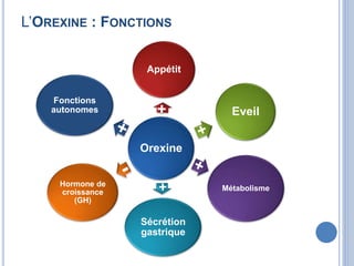 Orexine
Appétit
Eveil
Métabolisme
Sécrétion
gastrique
Hormone de
croissance
(GH)
Fonctions
autonomes
L’OREXINE : FONCTIONS
 