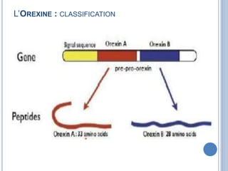 L’OREXINE : CLASSIFICATION
 