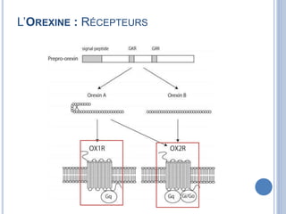 L’OREXINE : RÉCEPTEURS
 
