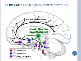 L’OREXINE : LOCALISATION DES RÉCEPTEURS
 
