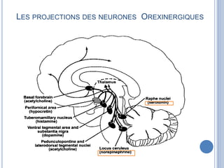 LES PROJECTIONS DES NEURONES OREXINERGIQUES
 