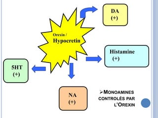 DA
(+)
Histamine
(+)
NA
(+)
5HT
(+)
Orexin /
Hypocretin
MONOAMINES
CONTROLÉS PAR
L’OREXIN
 