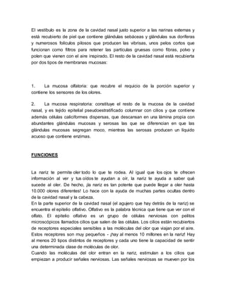 El vestíbulo es la zona de la cavidad nasal justo superior a las narinas externas y 
está recubierto de piel que contiene glándulas sebáceas y glándulas sus doríferas 
y numerosos folículos pilosos que producen las vibrisas, unos pelos cortos que 
funcionan como filtros para retener las partículas gruesas como fibras, polvo y 
polen que vienen con el aire inspirado. El resto de la cavidad nasal está recubierta 
por dos tipos de membranas mucosas: 
1. La mucosa olfatoria: que recubre el requicio de la porción superior y 
contiene los sensores de los olores. 
2. La mucosa respiratoria: constituye el resto de la mucosa de la cavidad 
nasal, y es tejido epitelial pseudoestratificado columnar con cilios y que contiene 
además células caliciformes dispersas, que descansan en una lámina propia con 
abundantes glándulas mucosas y serosas las que se diferencian en que las 
glándulas mucosas segregan moco, mientras las serosas producen un líquido 
acuoso que contiene enzimas. 
FUNCIONES 
La nariz te permite oler todo lo que te rodea. Al igual que los ojos te ofrecen 
información al ver y tus oídos te ayudan a oír, la nariz te ayuda a saber qué 
sucede al oler. De hecho, ¡la nariz es tan potente que puede llegar a oler hasta 
10.000 olores diferentes! Lo hace con la ayuda de muchas partes ocultas dentro 
de la cavidad nasal y la cabeza. 
En la parte superior de la cavidad nasal (el agujero que hay detrás de la nariz) se 
encuentra el epitelio olfativo. Olfativo es la palabra técnica que tiene que ver con el 
olfato. El epitelio olfativo es un grupo de células nerviosas con pelitos 
microscópicos llamados cilios que salen de las células. Los cilios están recubiertos 
de receptores especiales sensibles a las moléculas del olor que viajan por el aire. 
Estos receptores son muy pequeños - ¡hay al menos 10 millones en la nariz! Hay 
al menos 20 tipos distintos de receptores y cada uno tiene la capacidad de sentir 
una determinada clase de moléculas de olor. 
Cuando las moléculas del olor entran en la nariz, estimulan a los cilios que 
empiezan a producir señales nerviosas. Las señales nerviosas se mueven por los 
 