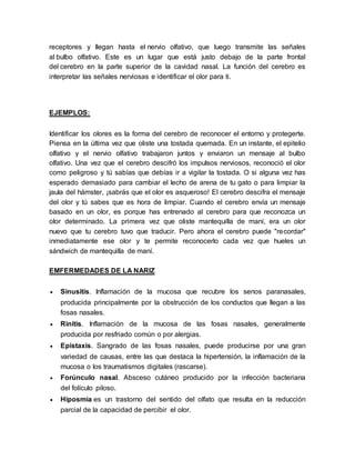 receptores y llegan hasta el nervio olfativo, que luego transmite las señales 
al bulbo olfativo. Este es un lugar que está justo debajo de la parte frontal 
del cerebro en la parte superior de la cavidad nasal. La función del cerebro es 
interpretar las señales nerviosas e identificar el olor para ti. 
EJEMPLOS: 
Identificar los olores es la forma del cerebro de reconocer el entorno y protegerte. 
Piensa en la última vez que oliste una tostada quemada. En un instante, el epitelio 
olfativo y el nervio olfativo trabajaron juntos y enviaron un mensaje al bulbo 
olfativo. Una vez que el cerebro descifró los impulsos nerviosos, reconoció el olor 
como peligroso y tú sabías que debías ir a vigilar la tostada. O si alguna vez has 
esperado demasiado para cambiar el lecho de arena de tu gato o para limpiar la 
jaula del hámster, ¡sabrás que el olor es asqueroso! El cerebro descifra el mensaje 
del olor y tú sabes que es hora de limpiar. Cuando el cerebro envía un mensaje 
basado en un olor, es porque has entrenado al cerebro para que reconozca un 
olor determinado. La primera vez que oliste mantequilla de maní, era un olor 
nuevo que tu cerebro tuvo que traducir. Pero ahora el cerebro puede "recordar" 
inmediatamente ese olor y te permite reconocerlo cada vez que hueles un 
sándwich de mantequilla de maní. 
EMFERMEDADES DE LA NARIZ 
 Sinusitis. Inflamación de la mucosa que recubre los senos paranasales, 
producida principalmente por la obstrucción de los conductos que llegan a las 
fosas nasales. 
 Rinitis. Inflamación de la mucosa de las fosas nasales, generalmente 
producida por resfriado común o por alergias. 
 Epistaxis. Sangrado de las fosas nasales, puede producirse por una gran 
variedad de causas, entre las que destaca la hipertensión, la inflamación de la 
mucosa o los traumatismos digitales (rascarse). 
 Forúnculo nasal. Absceso cutáneo producido por la infección bacteriana 
del folículo piloso. 
 Hiposmia es un trastorno del sentido del olfato que resulta en la reducción 
parcial de la capacidad de percibir el olor. 
 