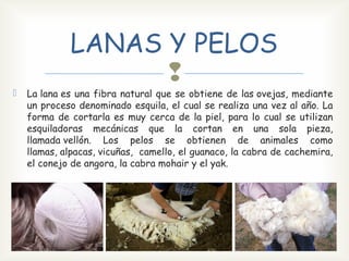 LANAS Y PELOS
La lana es una fibra natural que se obtiene de las ovejas, mediante
un proceso denominado esquila, el cual se realiza una vez al año. La
forma de cortarla es muy cerca de la piel, para lo cual se utilizan
esquiladoras mecánicas que la cortan en una sola pieza,
llamada vellón. Los pelos se obtienen de animales como
llamas, alpacas, vicuñas, camello, el guanaco, la cabra de cachemira,
el conejo de angora, la cabra mohair y el yak.