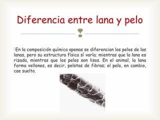 Diferencia entre lana y pelo
En la composición química apenas se diferencian los pelos de las
lanas, pero su estructura física sí varía; mientras que la lana es
rizada, mientras que los pelos son lisos. En el animal, la lana
forma vellones, es decir, pelotas de fibras; el pelo, en cambio,
cae suelto.