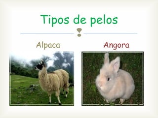 Tipos de pelos
Alpaca
Angora