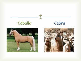 Caballo
Cabra
