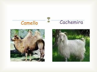 Camello
Cachemira