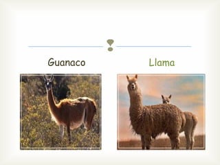 
Guanaco
Llama