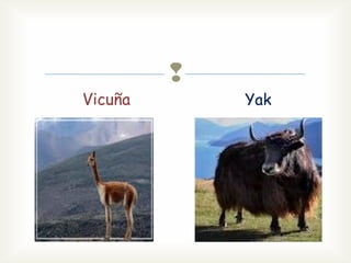 
Vicuña
Yak