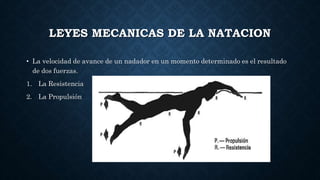 LEYES MECANICAS DE LA NATACION
• La velocidad de avance de un nadador en un momento determinado es el resultado
de dos fuerzas.
1. La Resistencia
2. La Propulsión
 