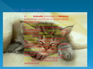 Los Animalesel reinoAnimalia (animales) o Metazoo (metazoos) constituye un amplio grupo de organismos eucariotas, heterótrofos, pluricelulares y tisulares. Se caracterizan por su capacidad para la locomoción, por la ausencia de clorofila y de pared en sus células, y por su desarrollo embrionario, que atraviesa una fase de blástula y determina un plan corporal fijo (aunque muchas especies pueden sufrir posteriormente metamorfosis). Los animales forman un grupo natural estrechamente emparentado con los hongos y las plantas. Animalia es uno de los cinco reinos de la naturaleza, y a él pertenece el ser humano.