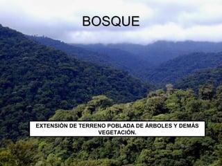 EXTENSIÓN DE TERRENO POBLADA DE ÁRBOLES Y DEMÁS
VEGETACIÓN.
BOSQUEBOSQUE
 