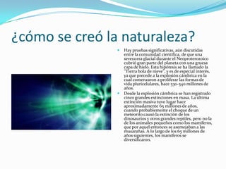 ¿cómo se creó la naturaleza?
 Hay pruebas significativas, aún discutidas
entre la comunidad científica, de que una
severa era glacial durante el Neoproterozoico
cubrió gran parte del planeta con una gruesa
capa de hielo. Esta hipótesis se ha llamado la
"Tierra bola de nieve", y es de especial interés,
ya que precede a la explosión cámbrica en la
cual comenzaron a proliferar las formas de
vida pluricelulares, hace 530-540 millones de
años.
 Desde la explosión cámbrica se han registrado
cinco grandes extinciones en masa. La última
extinción masiva tuvo lugar hace
aproximadamente 65 millones de años,
cuando probablemente el choque de un
meteorito causó la extinción de los
dinosaurios y otros grandes reptiles, pero no la
de los animales pequeños como los mamíferos,
que por aquel entonces se asemejaban a las
musarañas. A lo largo de los 65 millones de
años siguientes, los mamíferos se
diversificaron.
 