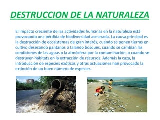 DESTRUCCION DE LA NATURALEZA
El impacto creciente de las actividades humanas en la naturaleza está
provocando una pérdida de biodiversidad acelerada. La causa principal es
la destrucción de ecosistemas de gran interés, cuando se ponen tierras en
cultivo desecando pantanos o talando bosques, cuando se cambian las
condiciones de las aguas o la atmósfera por la contaminación, o cuando se
destruyen hábitats en la extracción de recursos. Además la caza, la
introducción de especies exóticas y otras actuaciones han provocado la
extinción de un buen número de especies.
 