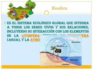 Biosfera
 Es el sistema ecológico global que integra
a todos los seres vivos y sus relaciones,
incluyendo su interacción con los elementos
de la litosfera (rocas), la hidrosfera
(agua), y la atmósfera (aire).
 
