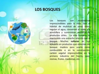 LOS BOSQUES
Los bosques son ecosistemas
imprescindibles para la vida. Son el
hábitat de multitud de seres vivos,
regulan el agua, conservan el suelo y la
atmósfera y suministran multitud de
productos útiles. La vida humana ha
mantenido una estrecho relación con el
bosque. Muchas culturas se han
apoyado en productos que obtenían del
bosque: madera para usarla como
combustible o en la construcción,
carbón vegetal imprescindible en la
primera industria del hierro, caza,
resinas, frutos, medicinas, etc.
 