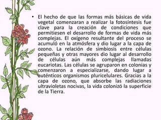 • El hecho de que las formas más básicas de vida
vegetal comenzaran a realizar la fotosíntesis fue
clave para la creación de condiciones que
permitiesen el desarrollo de formas de vida más
complejas. El oxígeno resultante del proceso se
acumuló en la atmósfera y dio lugar a la capa de
ozono. La relación de simbiosis entre células
pequeñas y otras mayores dio lugar al desarrollo
de células aún más complejas llamadas
eucariotas. Las células se agruparon en colonias y
comenzaron a especializarse, dando lugar a
auténticos organismos pluricelulares. Gracias a la
capa de ozono, que absorbe las radiaciones
ultravioletas nocivas, la vida colonizó la superficie
de la Tierra.
 