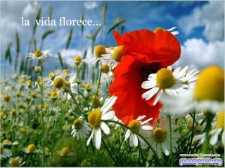 la  vida florece... 
