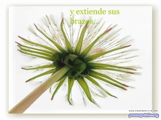 y extiende sus brazos... 