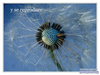 y se reproduce. 