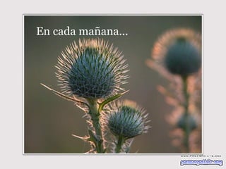 En cada mañana... 