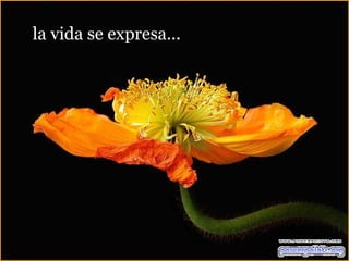 la vida se expresa... 