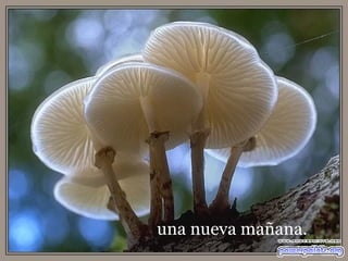 una nueva mañana.  