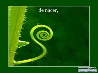 de nacer,  