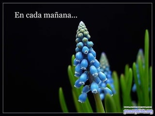 En cada mañana... 