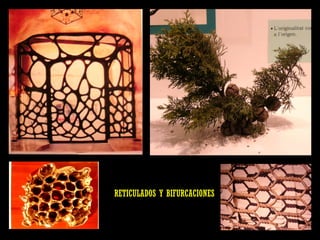 RETICULADOS Y BIFURCACIONES 