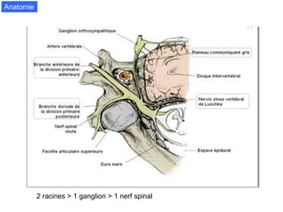 La névralgie cervico-brachiale | PPT