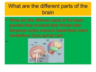 What are the different parts of the
brain
• What are the different parts of the brain
parietal lobe occipital lobe frontal lobe
temporal cortex cranium basal brain stem
cerebellum Dura spinal cord
•
 