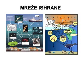 MREŽE ISHRANE