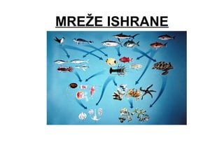 MREŽE ISHRANE