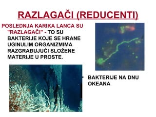 RAZLAGAČI (REDUCENTI)
POSLEDNJA KARIKA LANCA SU
"RAZLAGAČI" - TO SU
BAKTERIJE KOJE SE HRANE
UGINULIM ORGANIZMIMA
RAZGRAĐUJUĆI SLOŽENE
MATERIJE U PROSTE.
• BAKTERIJE NA DNU
OKEANA
 