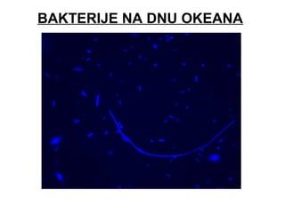 BAKTERIJE NA DNU OKEANA