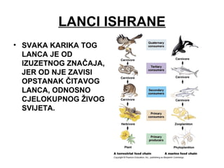 LANCI ISHRANE
• SVAKA KARIKA TOG
LANCA JE OD
IZUZETNOG ZNAČAJA,
JER OD NJE ZAVISI
OPSTANAK ČITAVOG
LANCA, ODNOSNO
CJELOKUPNOG ŽIVOG
SVIJETA.