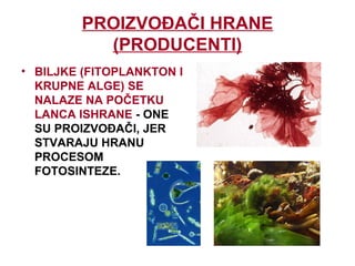 PROIZVOĐAČI HRANE
(PRODUCENTI)
• BILJKE (FITOPLANKTON I
KRUPNE ALGE) SE
NALAZE NA POČETKU
LANCA ISHRANE - ONE
SU PROIZVOĐAČI, JER
STVARAJU HRANU
PROCESOM
FOTOSINTEZE.
