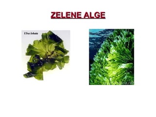 ZELENE ALGEZELENE ALGE