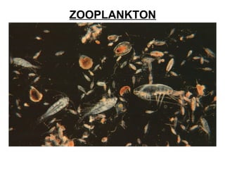 ZOOPLANKTON