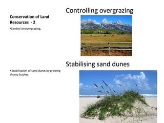 Conservation of Land Resources  - 2 Controlling overgrazing Stabilising sand dunes Control on overgrazing,  Stabilisation of sand dunes by growing thorny bushes.  