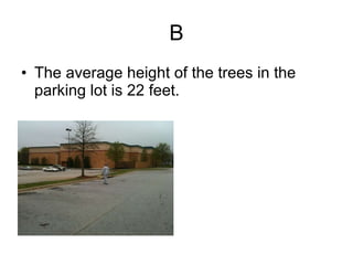B The average height of the trees in the parking lot is 22 feet. 