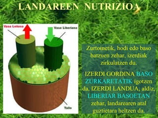 Zurtoinetik, hodi edo baso batzuen zehar, izerdiak zirkulatzen du. IZERDI GORDINA  BASO ZURKARETATIK  igotzen da, IZERDI LANDUA, aldiz,  LIBERIAR BASOETAN  zehar, landarearen atal guztietara heltzen da. LANDAREEN  NUTRIZIOA 