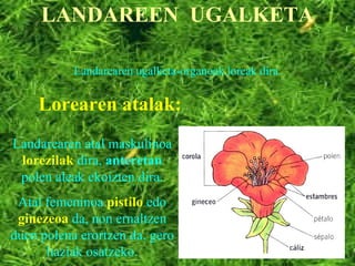 LANDAREEN  UGALKETA Landarearen ugalketa-organoak loreak dira. Lorearen atalak: Landarearen atal maskulinoa  lorezilak  dira,  anteretan  polen aleak ekoizten dira. Atal femeninoa  pistilo  edo  ginezeoa  da, non ernaltzen duen polena erortzen da, gero haziak osatzeko. 